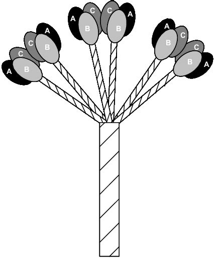 Schematic representation of the C1q molecule. | Download Scientific Diagram
