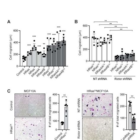 Ras Promotes The Migration Of Mcf A Cells Through Mtorc A Wound