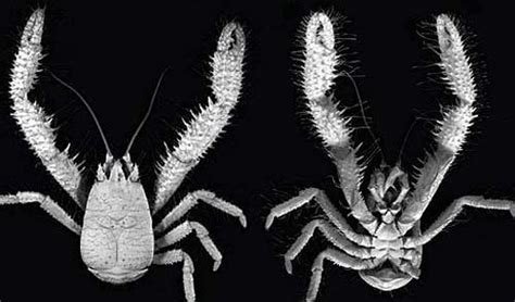 Yeti Crab - Grows Its Own Food In Its Hair | Animal Pictures and Facts ...