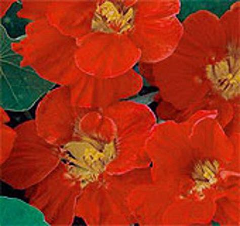 Seeds Nasturtium Tropaeolum Majus Nanum Fireball Short Flower Etsy