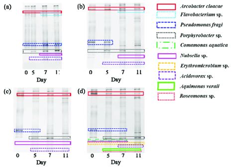 Denaturing Gradient Gel Electrophoresis Dgge Profiles Of Bacterial Download Scientific