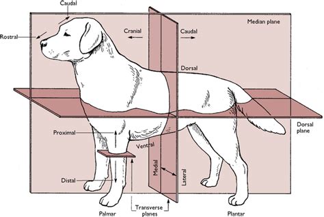 Anatomical Planes Animal