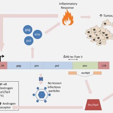 Structure Of HERV K Provirus The Full Length Gag HML 2 Transcript