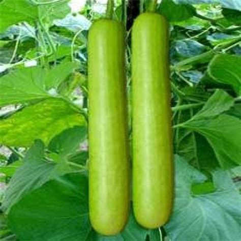 Buy Bottle Gourd Hybrid Seeds online in India