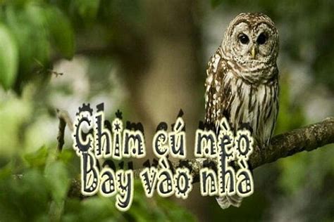 Lý giải Chim Cú Mèo bay vào nhà là điềm gì? Tốt hay xấu? - Chăm Sóc Thú ...