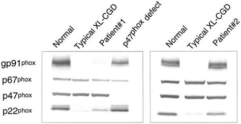 Diagnostic Paradigm For Evaluation Of Male Patients With Chronic