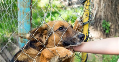 Maltrato Animal Podría Ser Penado Con Multas Y Cárcel En Cdmx La