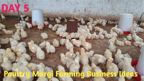 Poultry Farming Business Ideas L How To Start Poultry Farming Business