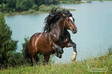 Powerhouse Heavy Bay Draft Stallion Charging Up A Grassy Hill