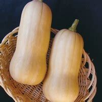 Production maraichère COURGE BUTTERNUT Graineterie A DUCRETTET