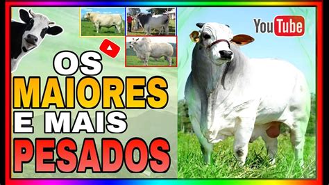 Os Maiores Touros Do Mundo Criados No Brasil Youtube