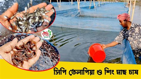 সিপি তেলাপিয়া ও শিং মাছের মিশ্র চাষ । Bdfish Youtube