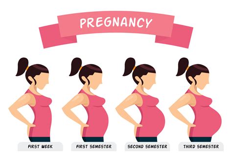 Pregnancy Illustration 120721 Vector Art At Vecteezy