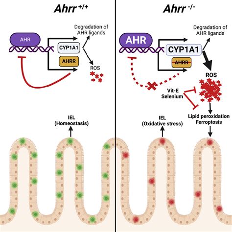 Repression Of The Aryl Hydrocarbon Receptor Prevents Oxidative Stress