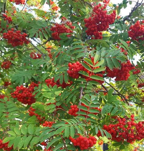 Sorbus Aucuparia Mountain Ash Rowan Farmyard Nurseries