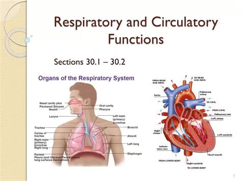 PPT Respiratory And Circulatory Functions PowerPoint Presentation