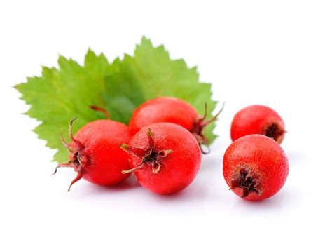 Hawthorn Berry Crataegus Monogyna Fruit Extract - Botanical Extracts ...