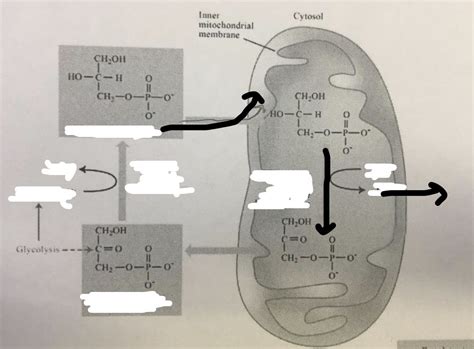 Glycerol Phosphate Shuttle Diagram Quizlet