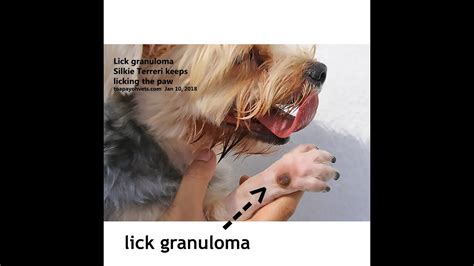 Vet Case Study A Silkie Terrier Keeps Licking A Lick Granuloma On Her