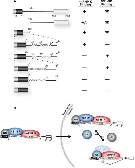 Sequences Around The M2 5′ss Are Essential For Recruitment Of Hnrnp K