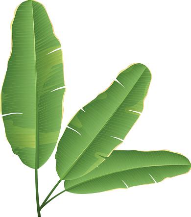 Banana Leaf Clip Art, Vector Images & Illustrations - iStock