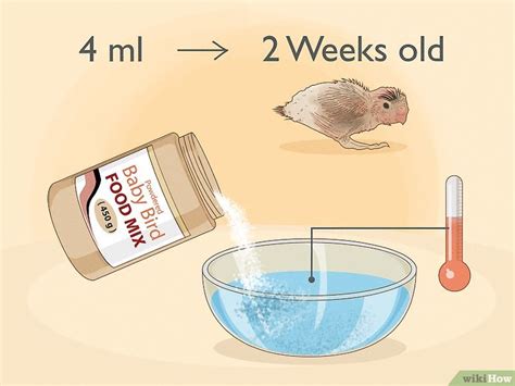 Feeding Baby Budgies: Step-by-Step Guide