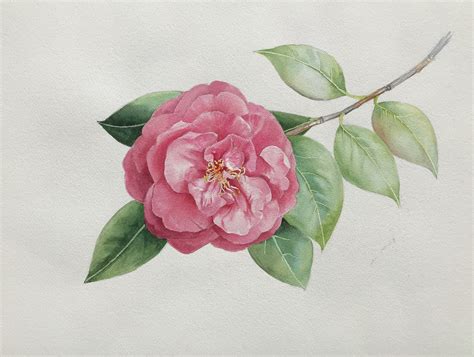 Red Camellia – Mami's Art Creations