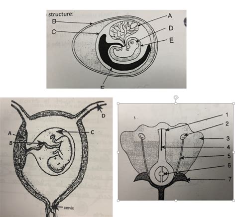 Fertilization and Development Diagram | Quizlet