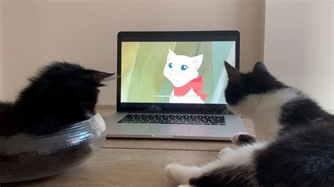 Cats Watching The Cat Returns Movie 🐈 Youtube