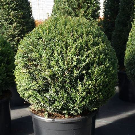 Yew Topiary Domes | Form Plants