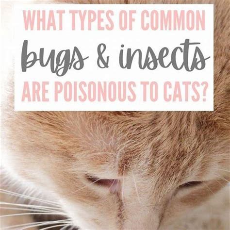 Are Bugs Toxic To Cats Diy Seattle