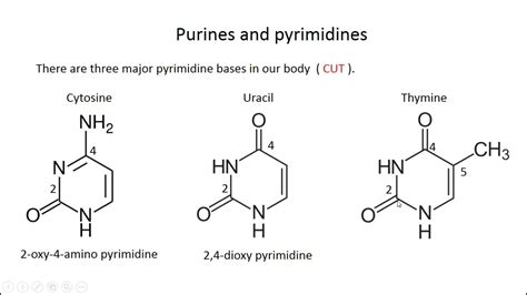 Purine And Pyrimidine Structures Youtube