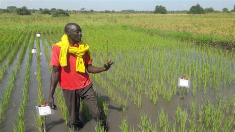 Lango Abortive Implementation Conservation And Management Of Wetland