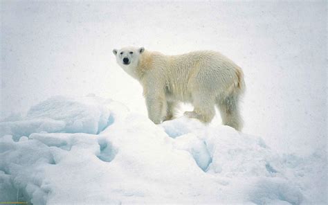 White Bear Pics