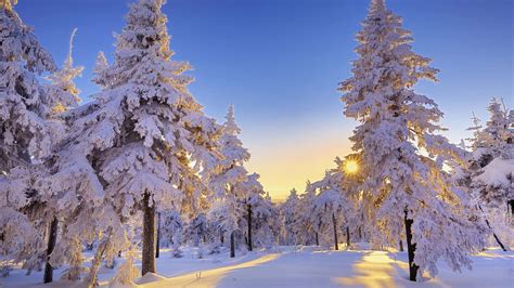 Download Pine Trees Against A Sunset Winter Wonderland Background ...