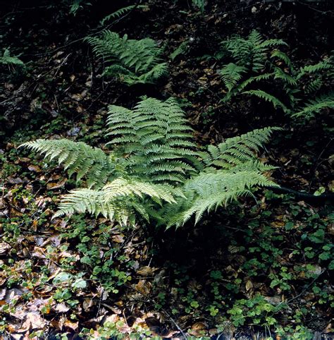 Athyrium Filix Femina L Roth Frauenfarn Common Lady Fer Flickr