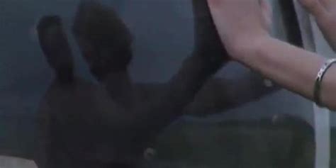 Greta Milos Anal Creampie Trisha Adams Tnaflix