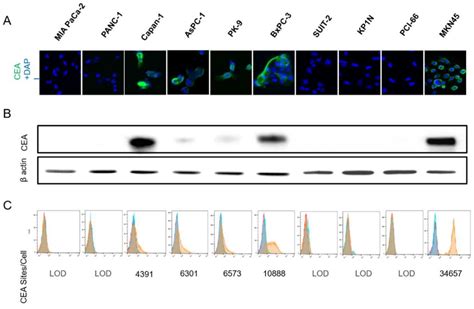 Cancers Free Full Text Tumor Growth Suppression Of Pancreatic