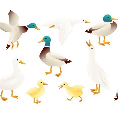 Mallard Ducks Flying Clipart