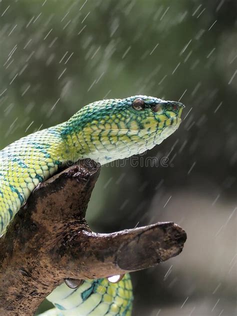 Green Pit Viper Snake Tropidolaemus Subannulatus on a Branch Stock ...