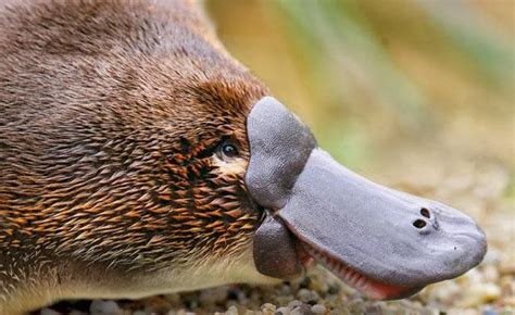 DUCK-BILLED PLATYPUS - AMAZING FACTS! |The Garden of Eaden