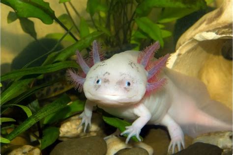 Types Of Axolotl Everything You Need To Know