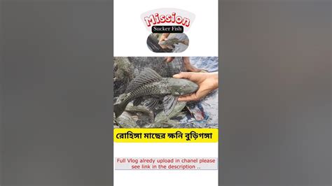 বুড়িগঙ্গা নদী এখন রাক্ষুসে সাকার মাছের ক্ষনি Sucker Fish