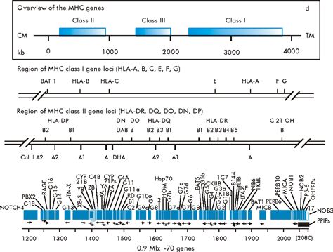 Pdf Overview On Hla And Dna Typing Methods Semantic Scholar