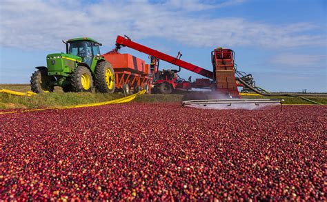 Cranberry Harvest Festival Oregon November 2022 - Spring Festival 2022