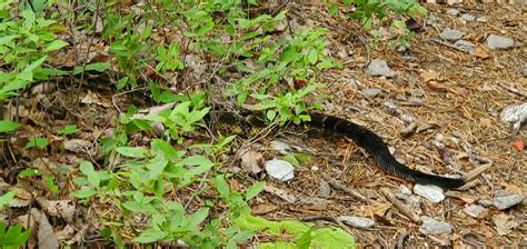 Timber Rattler? : r/whatsthissnake