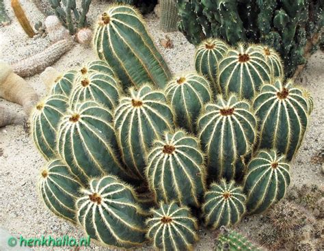 Eriocactus magnificus | Plant leaves, Planting succulents, Cacti and ...