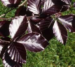 Buk Pospolity Dawyck Purple Fagus Sylvatica Dawyck Purple