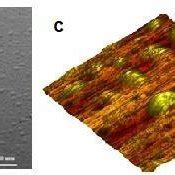 Tungsten Surface Structure Before SEM Irradiation A After SEM Proton