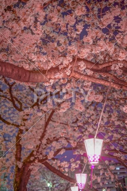 夜桜と日本提灯のイメージ Id 14143 ご当地写真・イラスト素材サイト Pictyピクティ